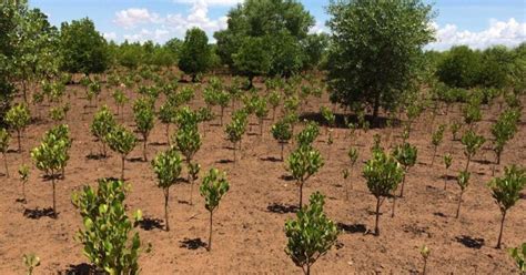 8 billion trees legit|Iba pa.